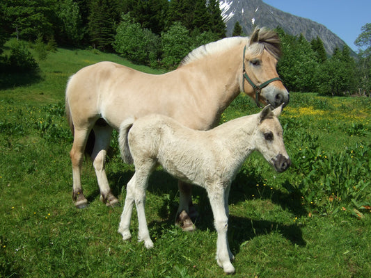 Fjord Horses Glossy Poster Picture Photo Print Banner  Booma Prints