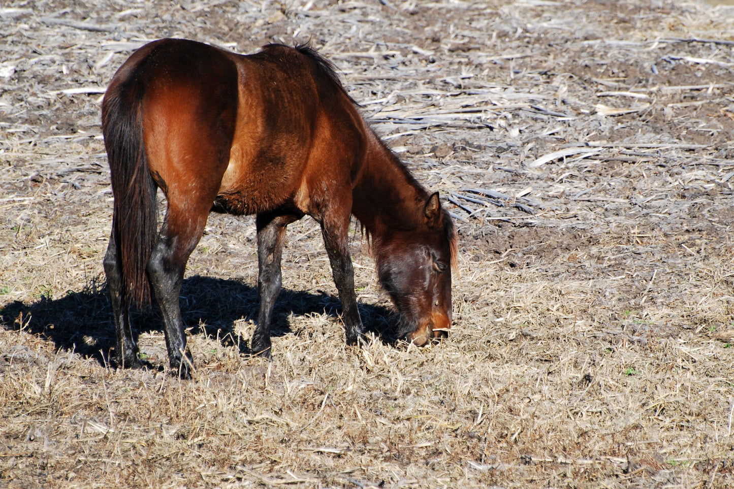 Florida Cracker Horse Glossy Poster Picture Photo Print Banner  Booma Prints