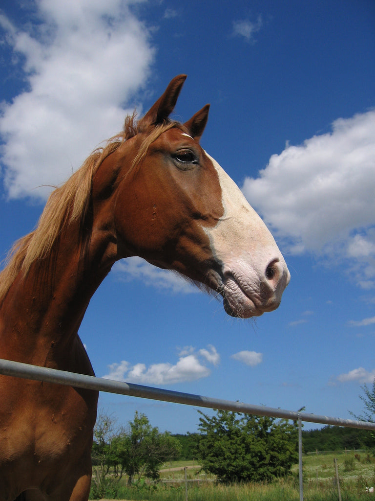Frederikborger Horse Glossy Poster Picture Photo Print Banner  Booma Prints
