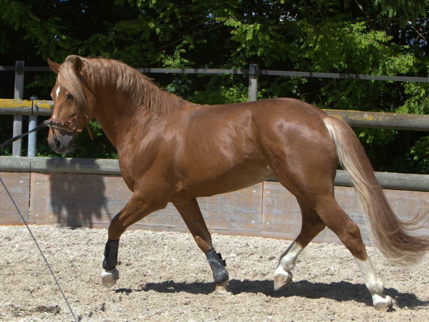 Freiberger Horse Breed Glossy Poster Picture Photo Print Banner  Booma Prints