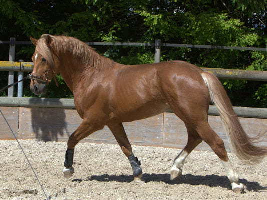Freiberger Horse Breed Glossy Poster Picture Photo Print Banner  Booma Prints