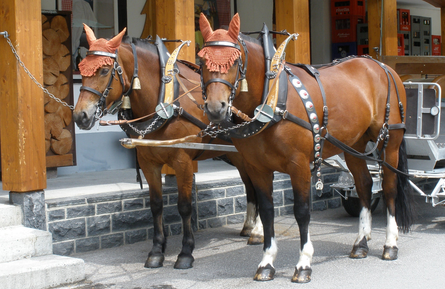Freiberger Horses Glossy Poster Picture Photo Print Banner  Booma Prints