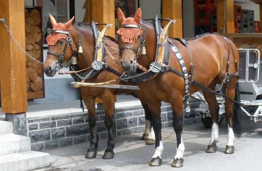 Freiberger Horses Glossy Poster Picture Photo Print Banner  Booma Prints