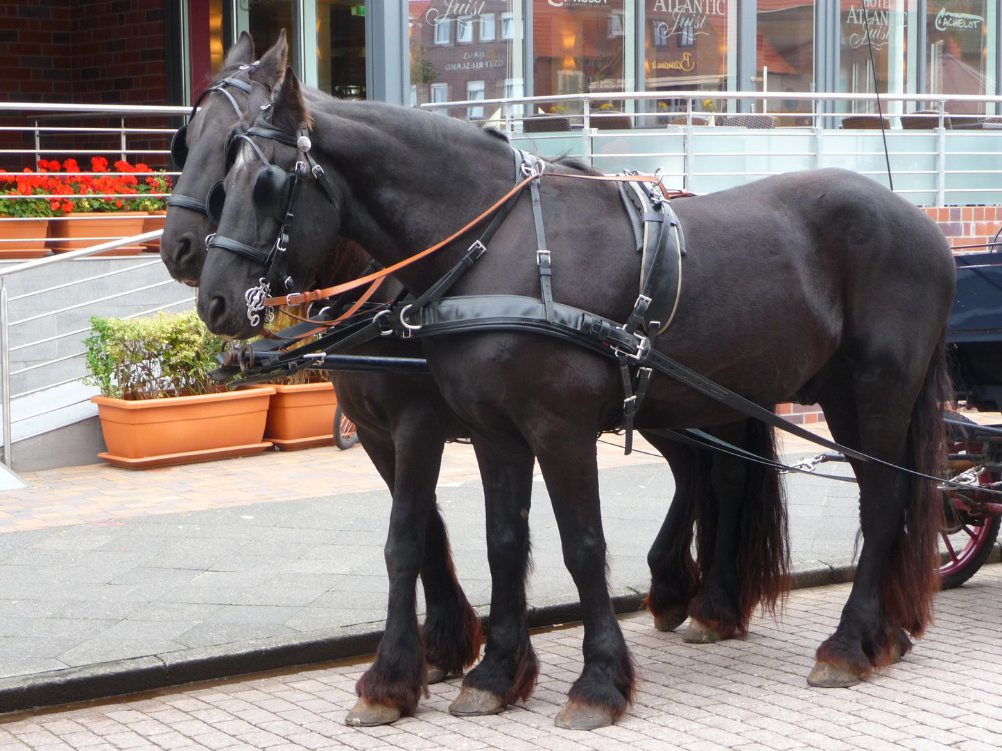 Friesian Frisian Horses Glossy Poster Picture Photo Print Banner  Booma Prints