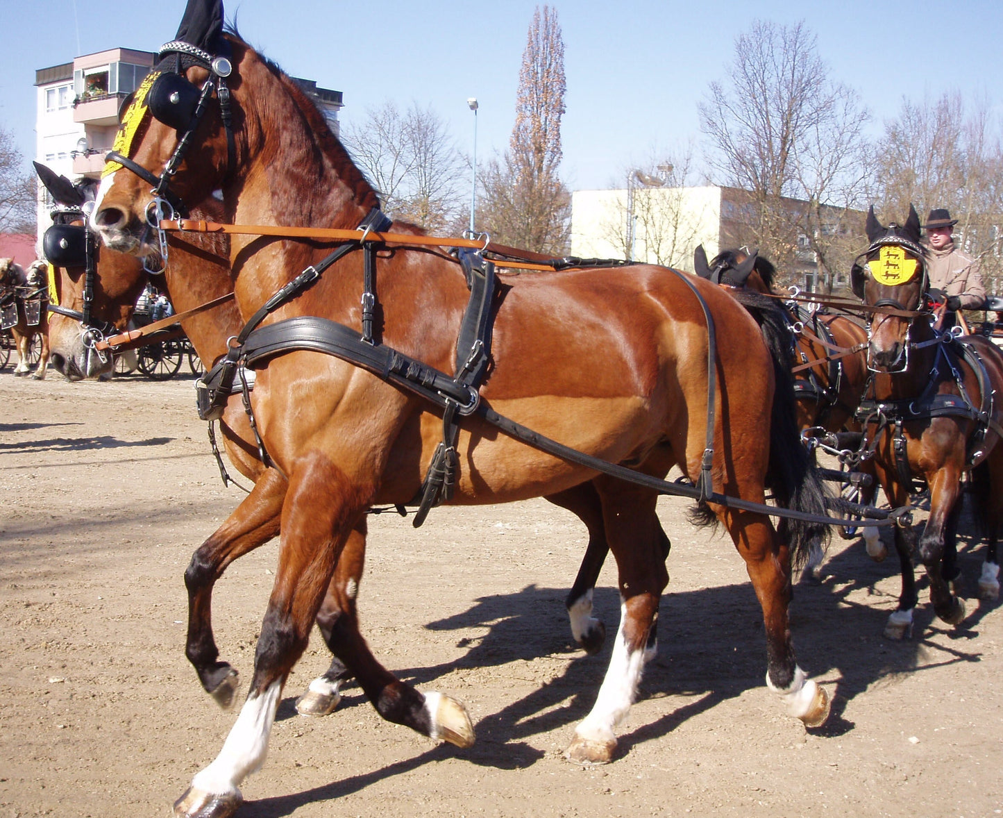Gelderlander Horse Glossy Poster Picture Photo Print Banner  Booma Prints
