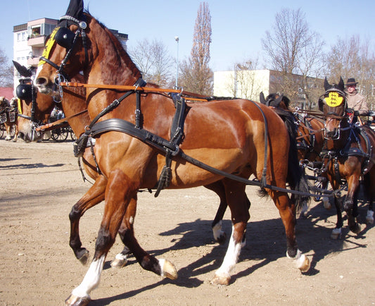 Gelderlander Horse Glossy Poster Picture Photo Print Banner  Booma Prints