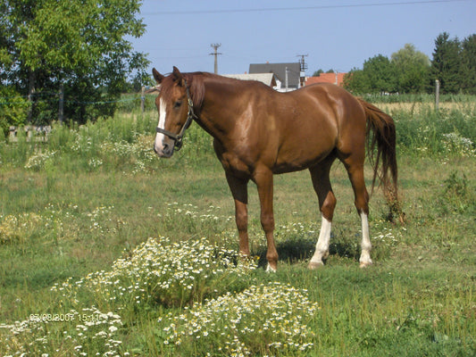 Gidran Horse Breed Glossy Poster Picture Photo Print Banner  Booma Prints