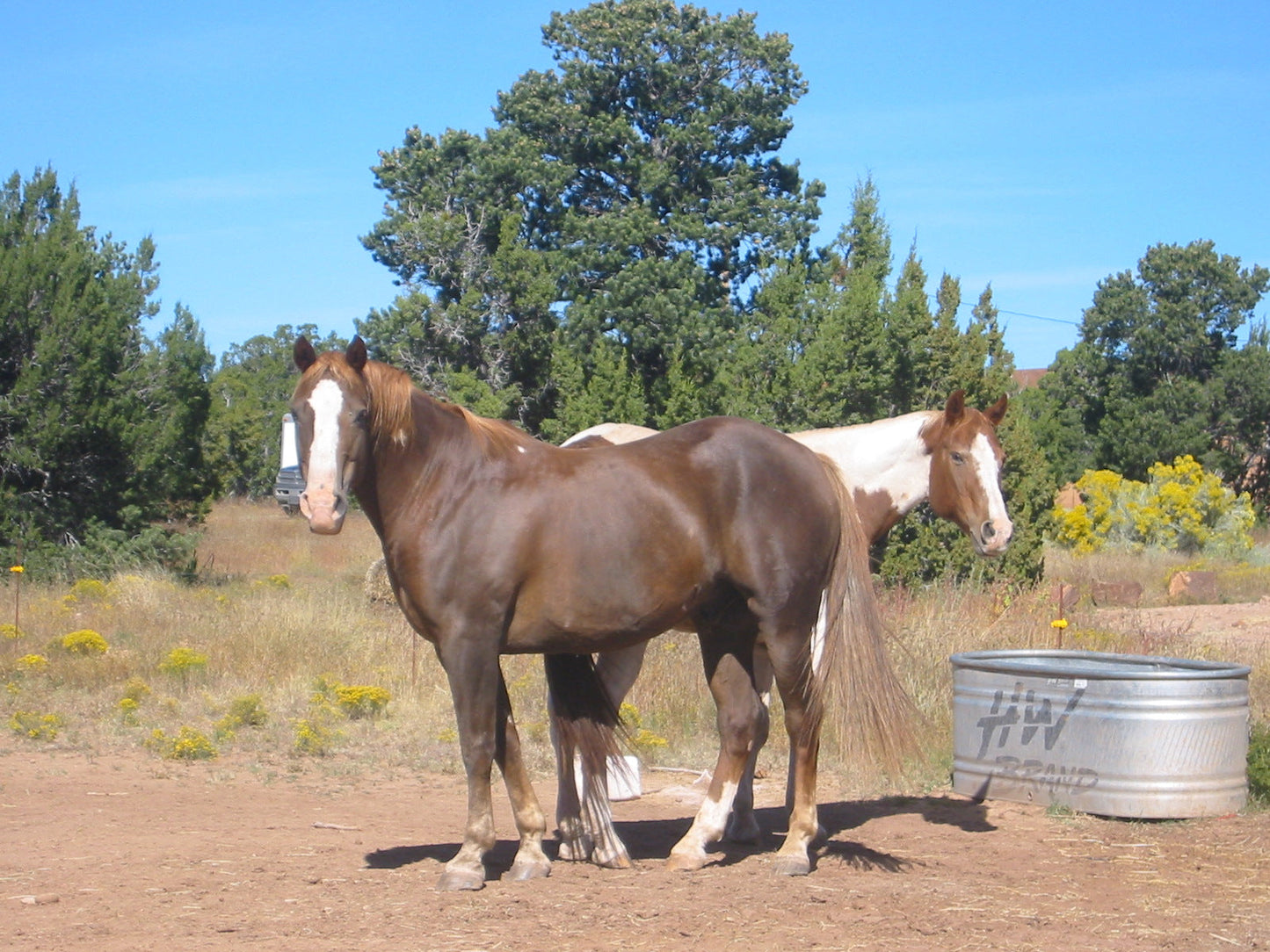 Grade Horse Breed Glossy Poster Picture Photo Print Banner  Booma Prints