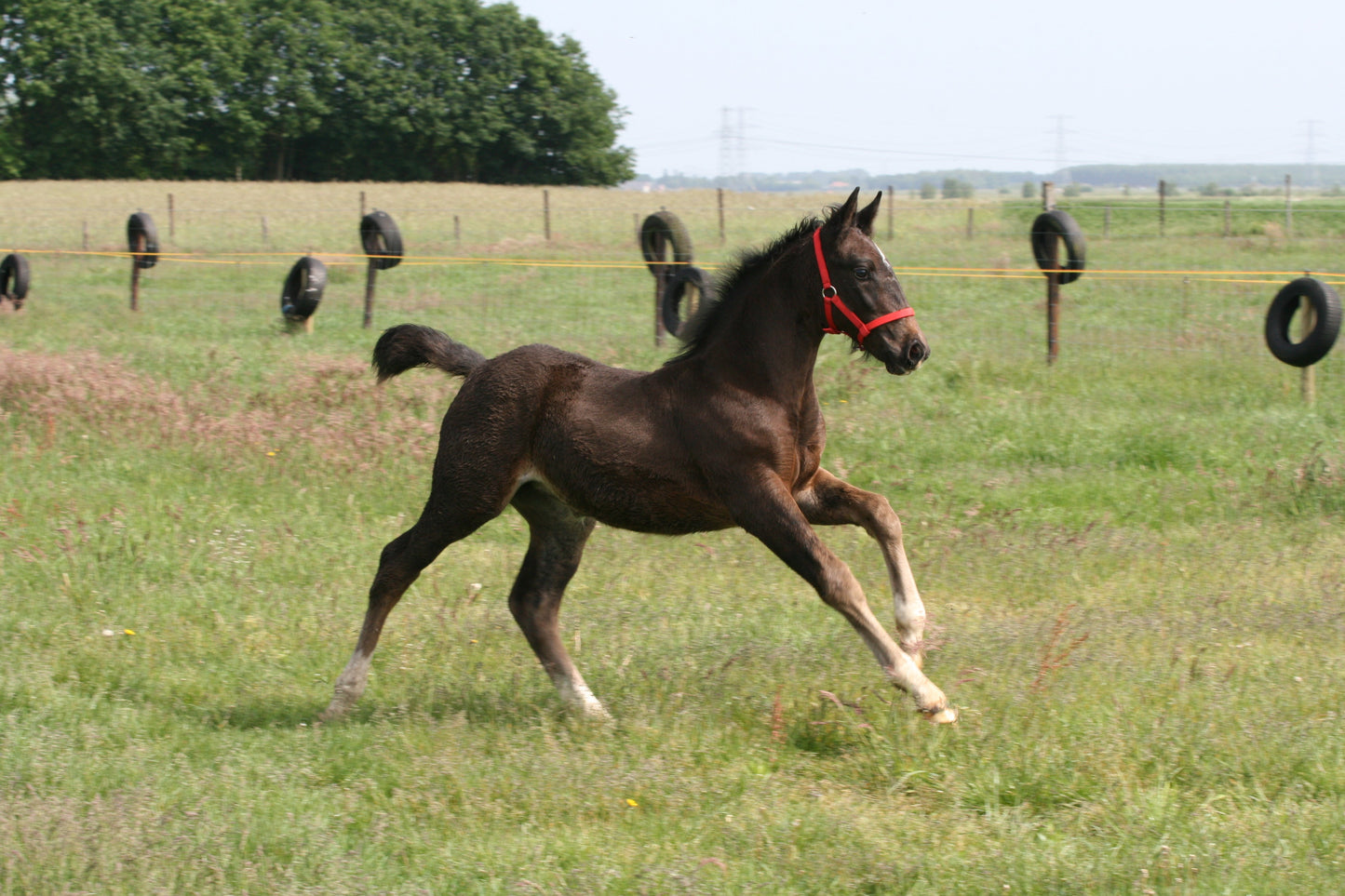 Groninger Horse Breed Glossy Poster Picture Photo Print Banner  Booma Prints