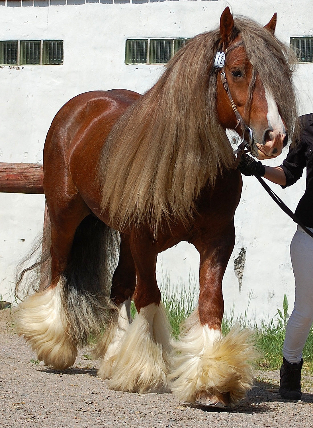 Gypsy Horse Breed Glossy Poster Picture Photo Print Banner  Booma Prints