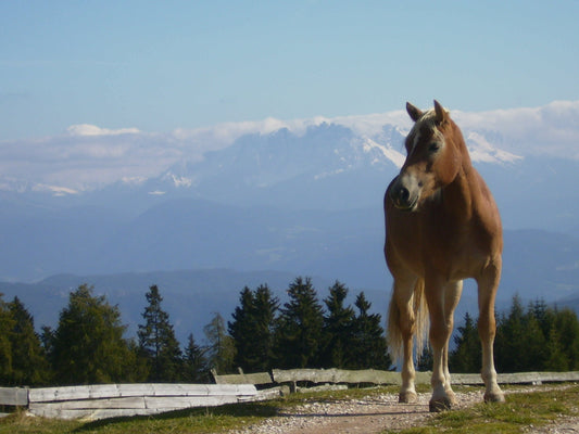 Halfinger Horse Breed Glossy Poster Picture Photo Print Banner  Booma Prints