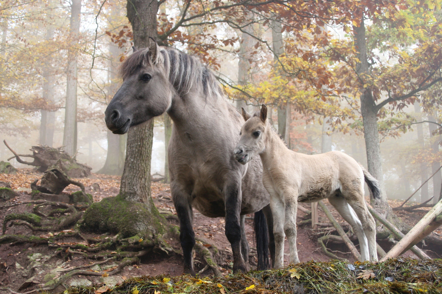 Heck Horse Breed Glossy Poster Picture Photo Print Banner  Booma Prints