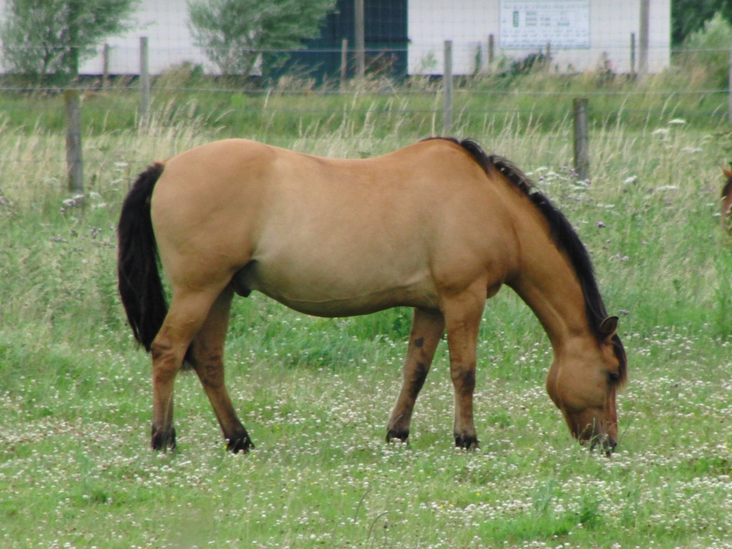 Henson Horse Breed Glossy Poster Picture Photo Print Banner  Booma Prints