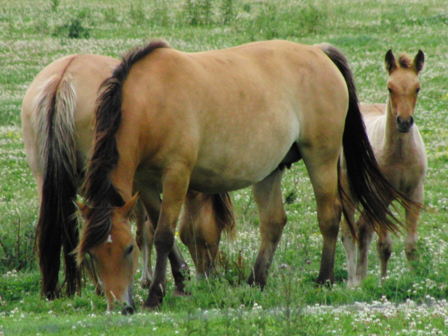Henson Horses Glossy Poster Picture Photo Print Banner  Booma Prints