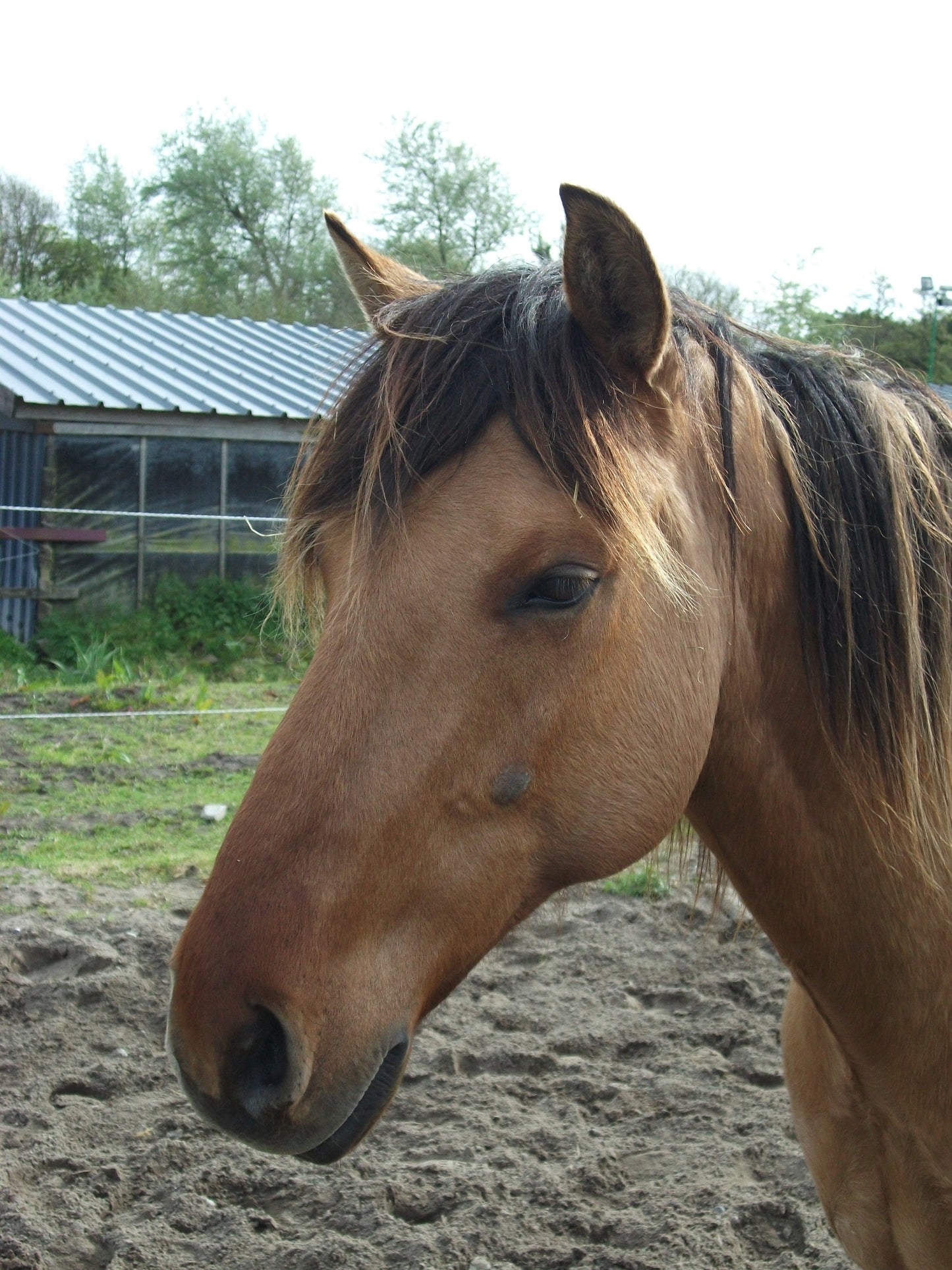 Henson Horse Face Glossy Poster Picture Photo Print Banner  Booma Prints