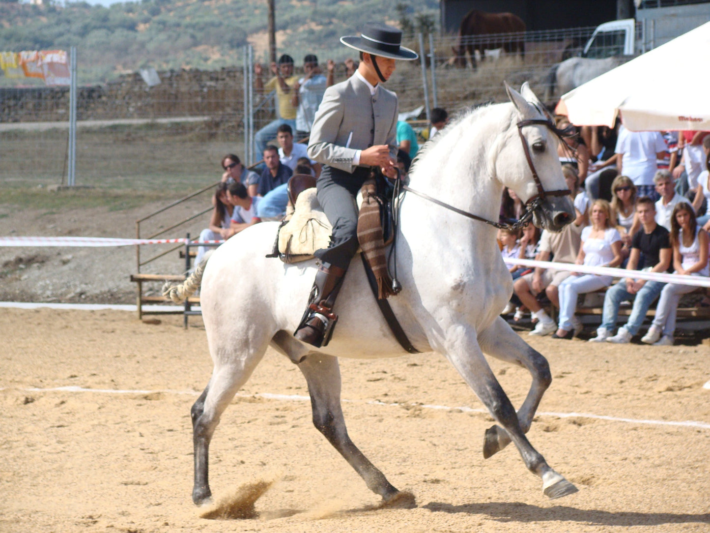 Hispano Arabe Horse Glossy Poster Picture Photo Print Banner  Booma Prints