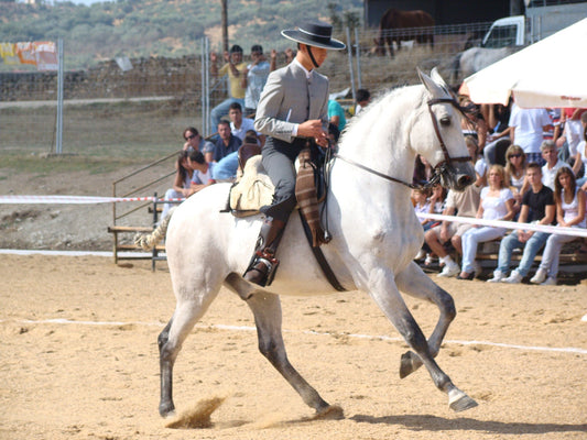 Hispano Arabe Horse Glossy Poster Picture Photo Print Banner  Booma Prints