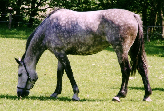 Holsteiner Horse Breed Glossy Poster Picture Photo Print Banner  Booma Prints