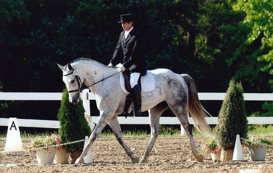 Hungarian Sport Horse Glossy Poster Picture Photo Print Banner  Booma Prints
