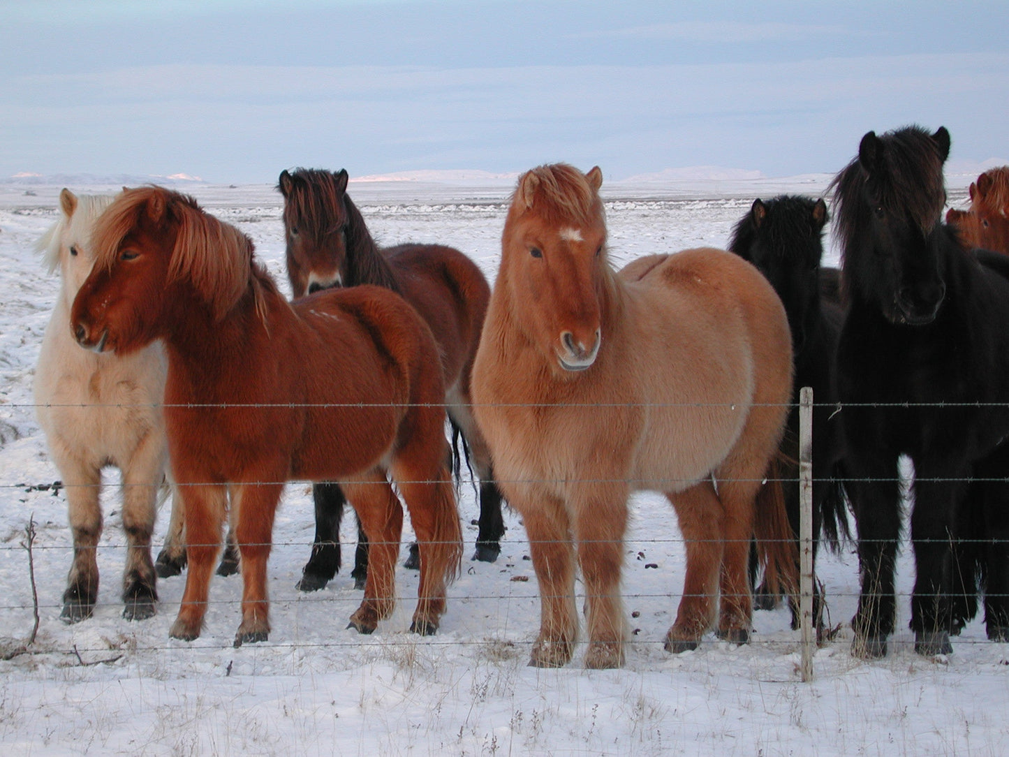 Icelandic Horses Glossy Poster Picture Photo Print Banner  Booma Prints