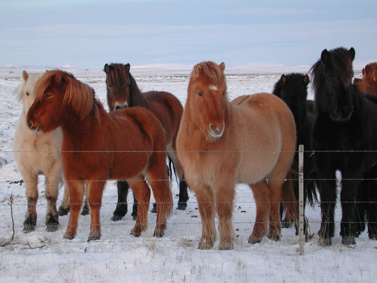Icelandic Horses Glossy Poster Picture Photo Print Banner  Booma Prints