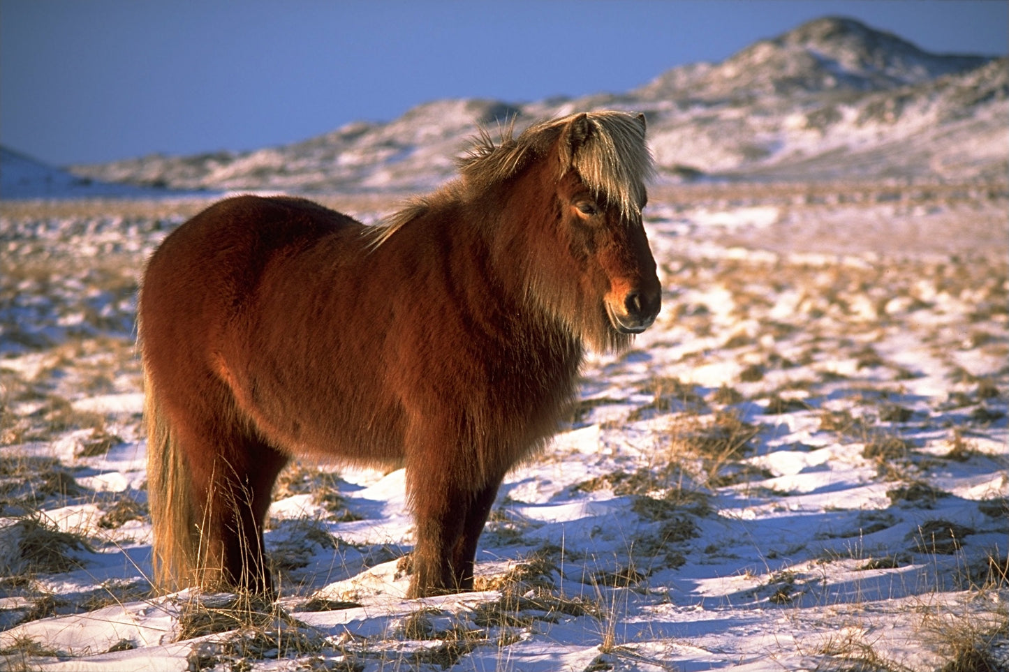 Icelandic Horse Breed Glossy Poster Picture Photo Print Banner  Booma Prints