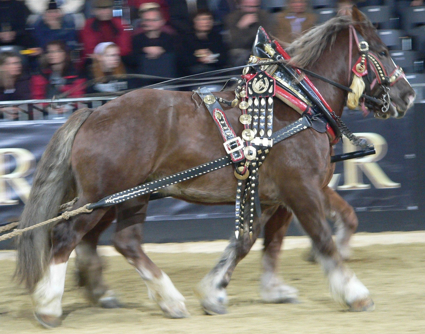 Italian Heavy Draft Horse Glossy Poster Picture Photo Print Banner  Booma Prints