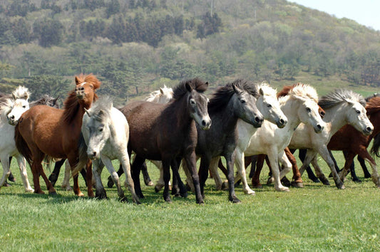 Jeju Horses Breed Glossy Poster Picture Photo Print Banner  Booma Prints