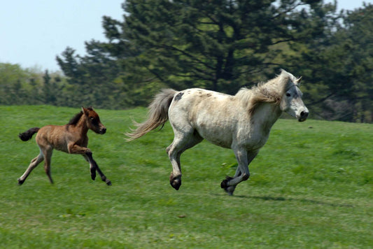 Jeju Horse Running Glossy Poster Picture Photo Print Banner  Booma Prints