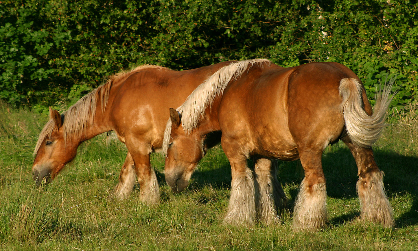 Jutland Horses Breed Glossy Poster Picture Photo Print Banner  Booma Prints