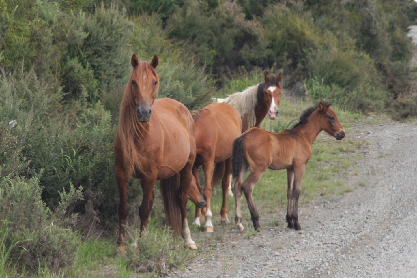 Kaimanawa Horse Breed Glossy Poster Picture Photo Print Banner  Booma Prints