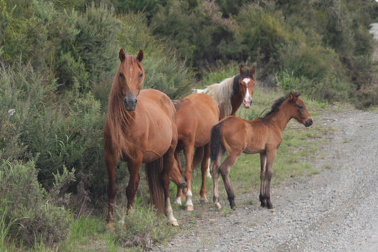 Kaimanawa Horse Breed Glossy Poster Picture Photo Print Banner  Booma Prints