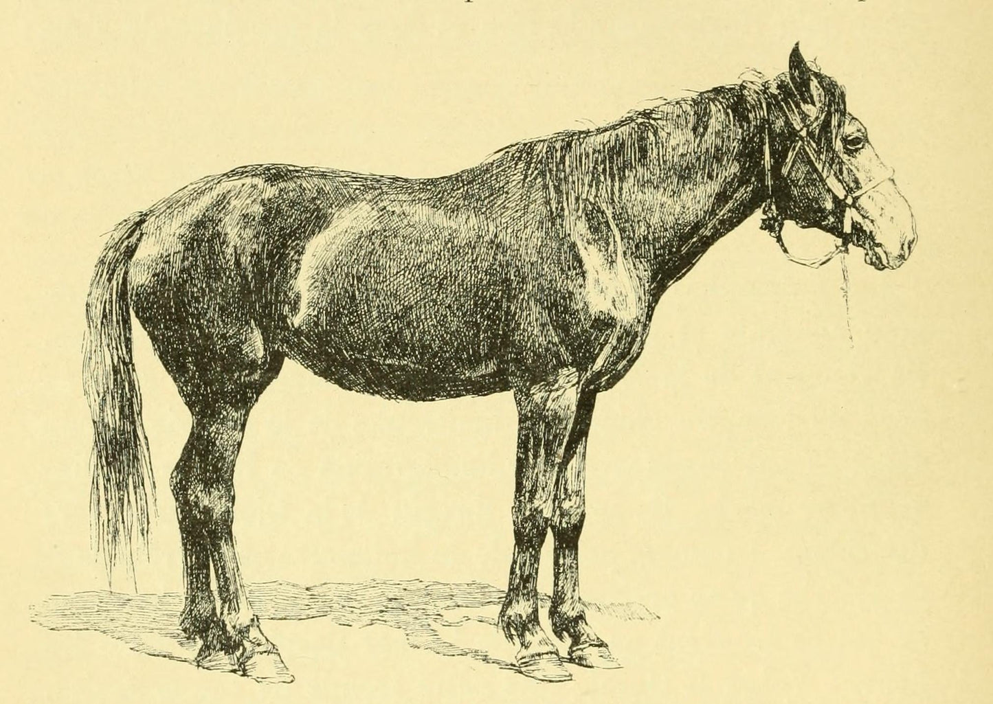 Kalmyk Horse Breed Glossy Poster Picture Photo Print Banner  Booma Prints