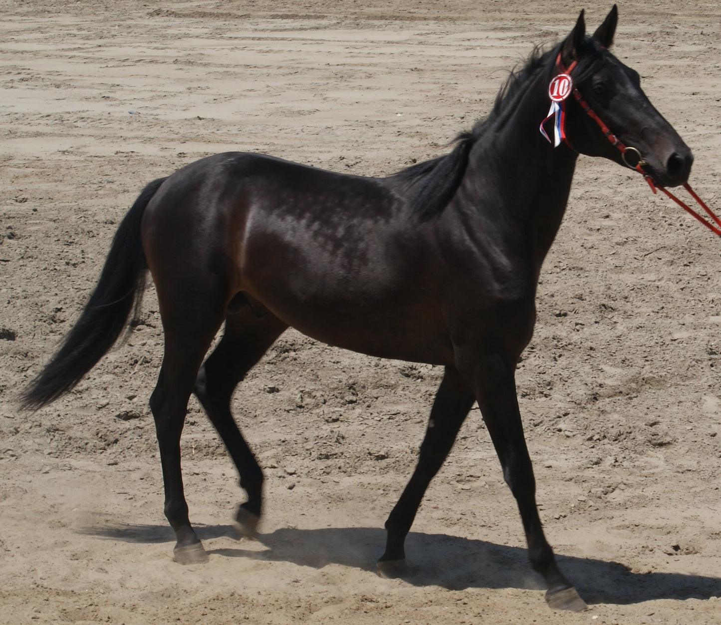 Karachay Horse Breed Glossy Poster Picture Photo Print Banner  Booma Prints