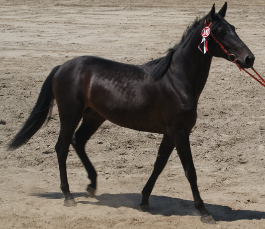 Karachay Horse Breed Glossy Poster Picture Photo Print Banner  Booma Prints