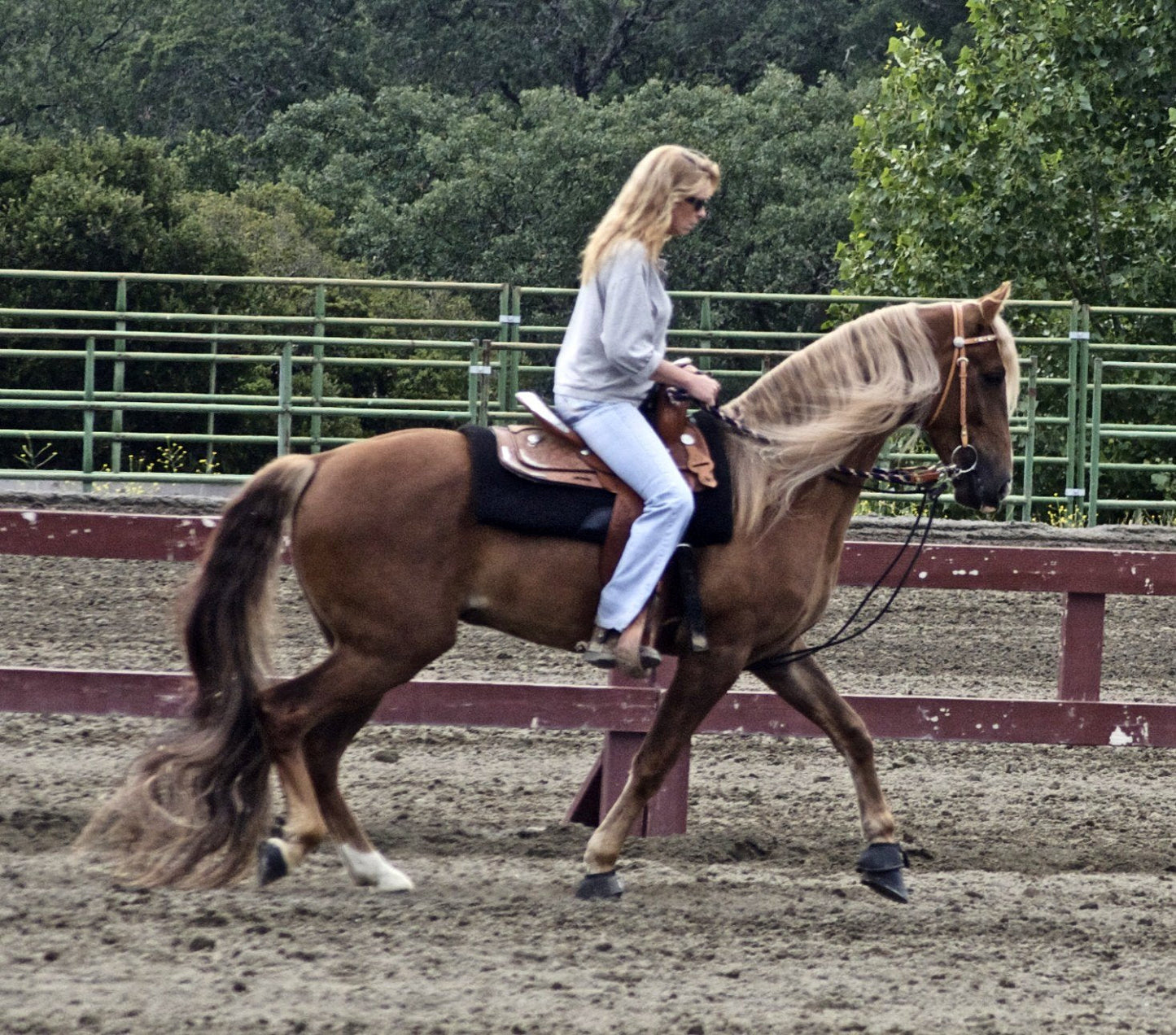 Kentucky Mountain Saddle Horse Glossy Poster Picture Photo Print Banner  Booma Prints