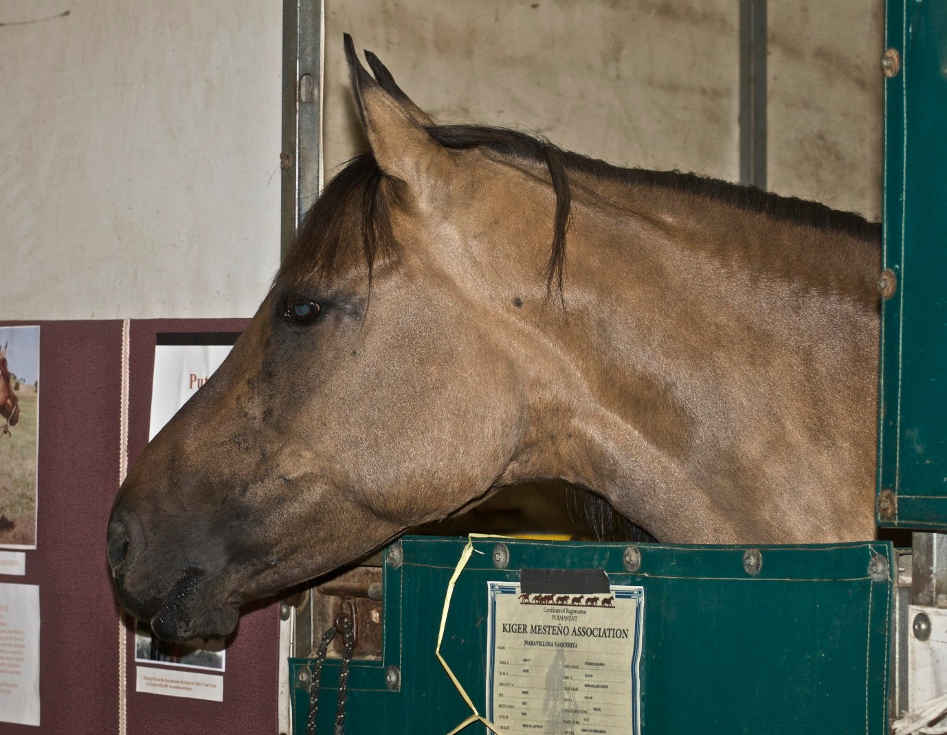 Kiger Mustang Horse Glossy Poster Picture Photo Print Banner  Booma Prints