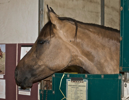 Kiger Mustang Horse Glossy Poster Picture Photo Print Banner  Booma Prints