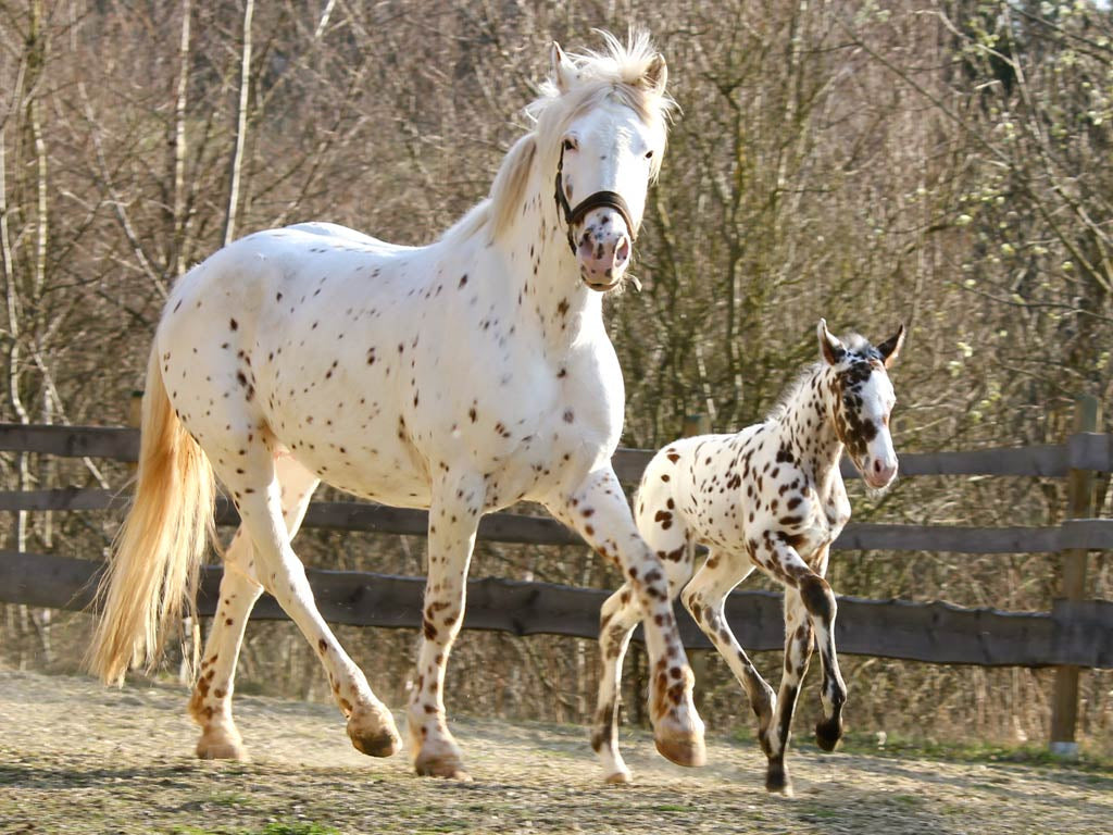 Knabstrupper Horse Breed Glossy Poster Picture Photo Print Banner  Booma Prints