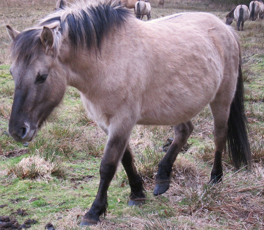 Polish Konik Horse Glossy Poster Picture Photo Print Banner  Booma Prints
