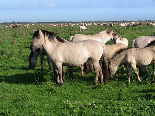 Konik Horses Poland Glossy Poster Picture Photo Print Banner  Booma Prints