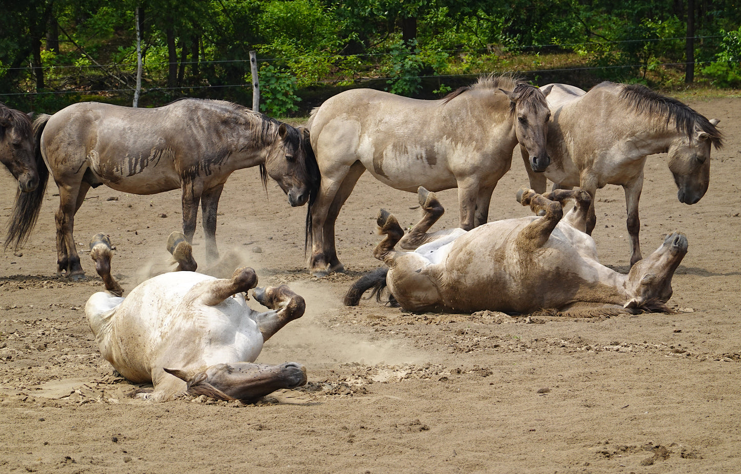 Konik Polski Horses Breed Glossy Poster Picture Photo Print Banner  Booma Prints