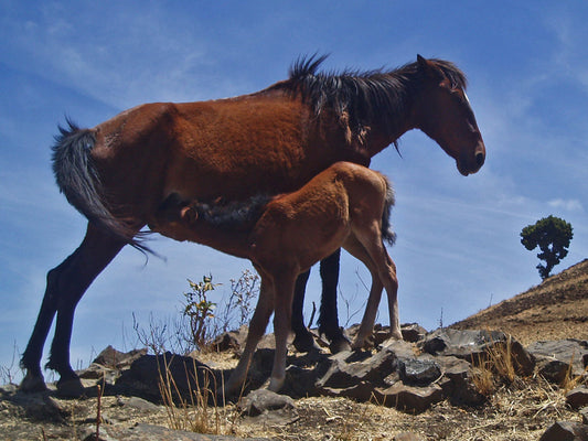 Kundudo Horse Breed Glossy Poster Picture Photo Print Banner  Booma Prints