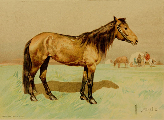 Kyrgyz Horse Breed Glossy Poster Picture Photo Print Banner  Booma Prints