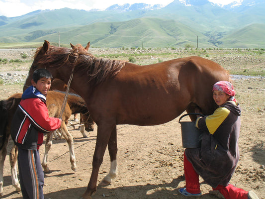 Kyrgyz Horses Kyrgyzstan Glossy Poster Picture Photo Print Banner  Booma Prints