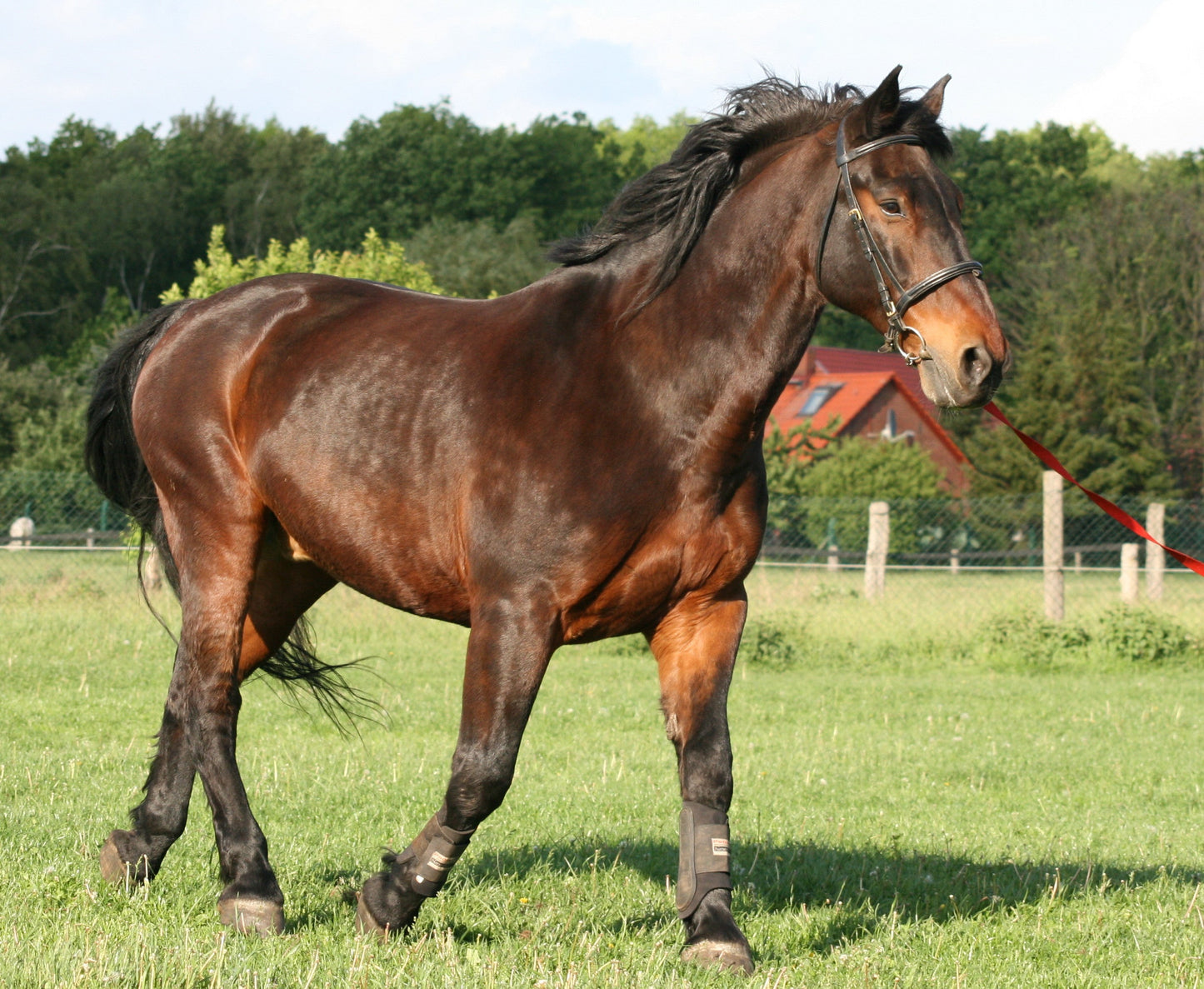 Latvian Horse Breed Glossy Poster Picture Photo Print Banner  Booma Prints