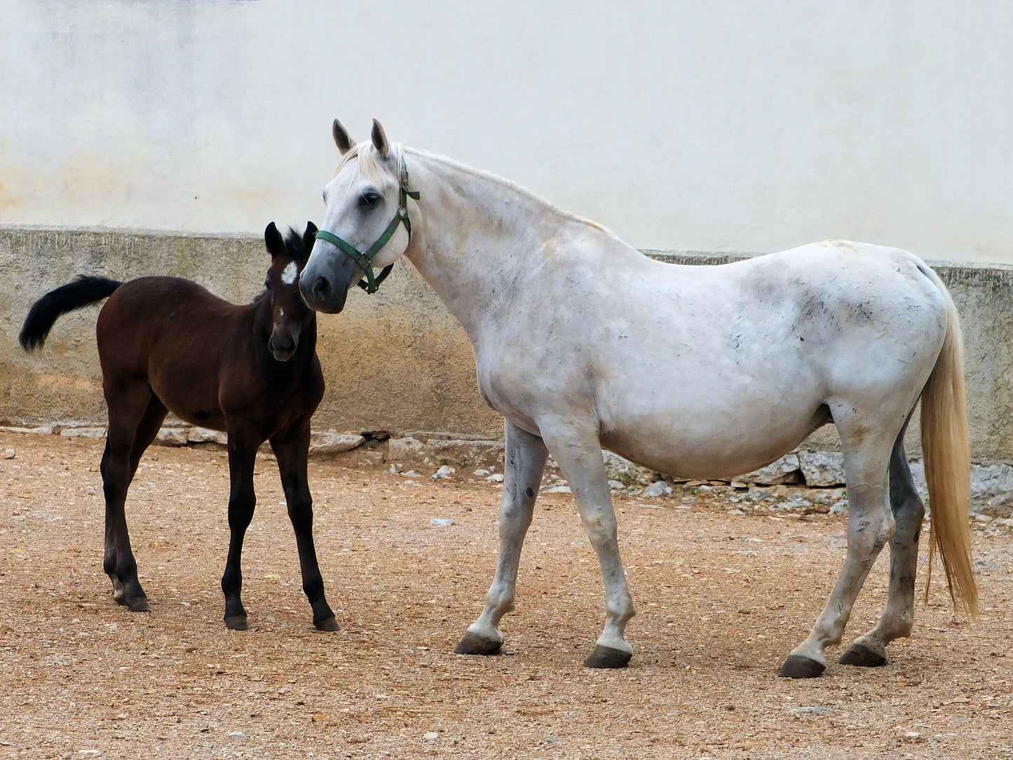 Lipizzan Lipizzaner Hungary Horse Glossy Poster Picture Photo Print Banner  Booma Prints