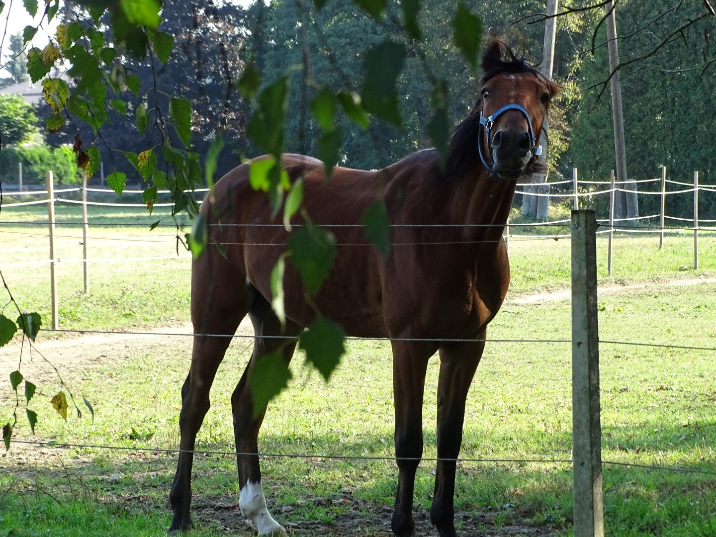 Ljutomer Trotter Horse Glossy Poster Picture Photo Print Banner  Booma Prints