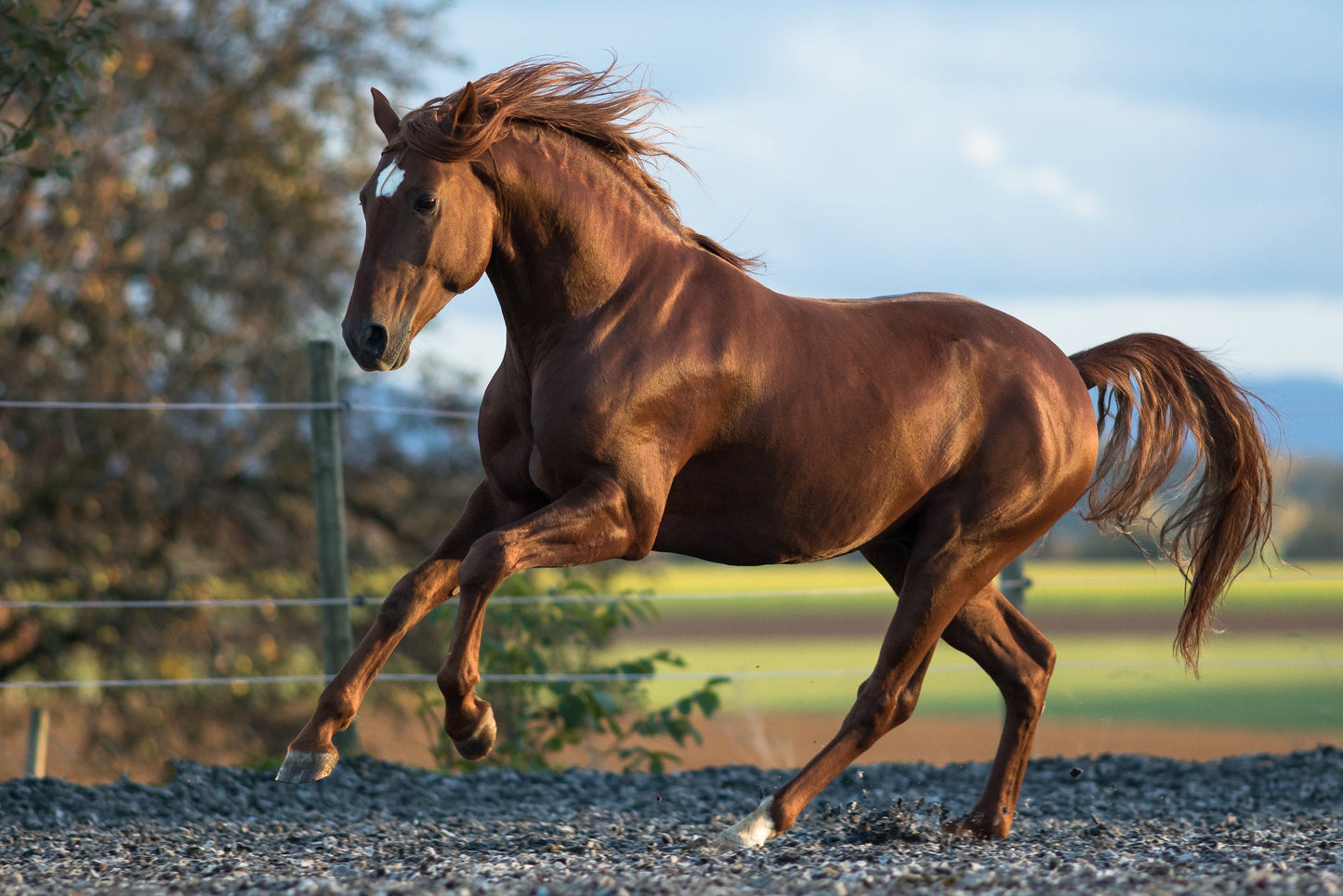 Lusitano Portugese Horse Glossy Poster Picture Photo Print Banner  Booma Prints