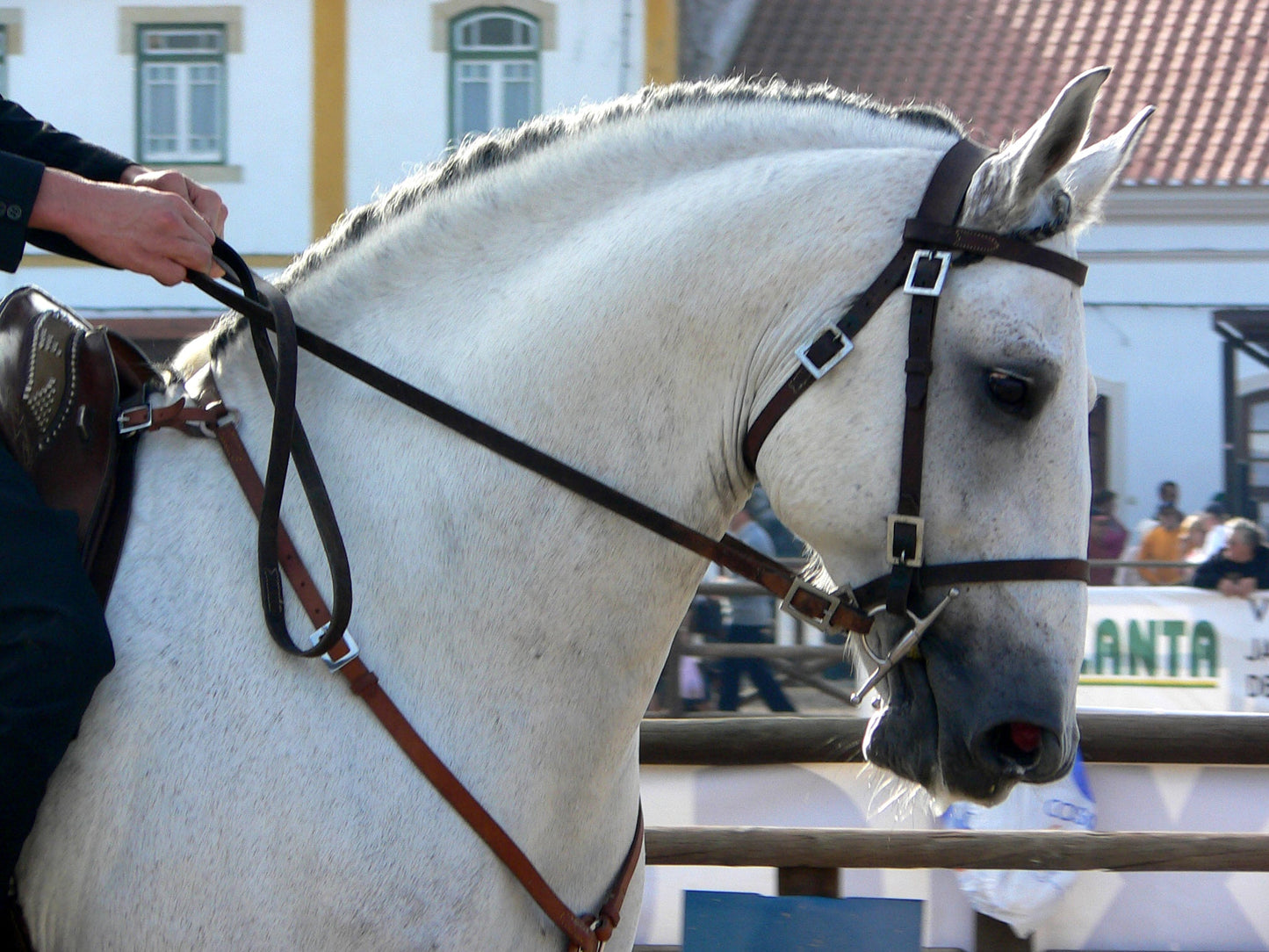 Lusitano White Horse Glossy Poster Picture Photo Print Banner  Booma Prints